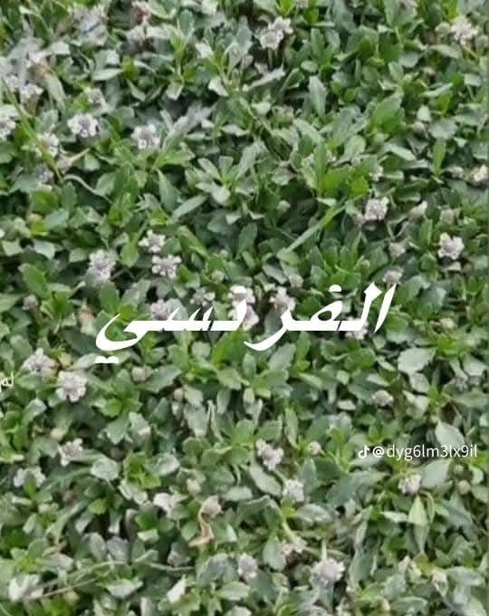 سیلی سروشتی دیالە (چیمەنی سروشتی) 🌿🏡
ئێمە هەموو جۆرەکانی چیمەنی سروشتیتان بۆ دابین دەکەین، لەگەڵ ستافێکی شارەزا و پسپۆڕ کە دێنە بەر دەرگای ماڵەکەت بۆ جێبەجێکردن و ڕێکخستنی باخچەکەت بە جوانترین شێوە 🚛🏡
​چیمەنی پلە یەک، هەمیشە سەوز و گونجاو بۆ کەشوهەوای عێراق و كوردستان  🌿☀️
​جۆرە بەردەستەکانمان: 🌱
✅ ئیسپانی
✅ هیندی
✅ ئیتالی
✅ فەڕەنسی

​🍀 سێبەری سروشتیی دیالە (ثیلی دیالە) 🍀
​باشترین و بەرزترین کوالێتی سێبەری (چیمەنی) سروشتی دابین دەکەین:
​گونجاوە بۆ:
🌴 نەمامگەکان
🏦 فەرمانگە حکومییەکان و کۆمپانیاکان
🏡 باخچەی ماڵان و ڤێلاکان
🌳 باخچە گشتییەکان و پارکەکان

​چیمەنی هیندی: کوالێتی بەرز و بەرگەی پلەی گەرمی زۆر بەرز دەگرێت 🇮🇳🔥
​چیمەنی ئیسپانی: لە هەر چوار وەرزی ساڵدا هەمیشە سەوزە 🇪🇸
​چیمەنی ئیتالی: بە دیمەنێکی شیک و چڕییەکی سەرنجڕاکێش 🇮🇹🌿
​چیمەنی ئینگلیزی: نەرم و خاوەن سەوزاییەکی تایبەت 🇬🇧💚
​چیمەنی فەرەنسی: بە کوالێتییەکی نایاب و بەرگەی توند و باش 🇫🇷🌱
​نرخی گونجاو بۆ هەمووان لەگەڵ خزمەتگوزاری گەیاندنی خێرا بۆ سەرجەم پارێزگاکانی عێراق 💰🚚
 بؤ پةيوةندي كردن:  ***********
