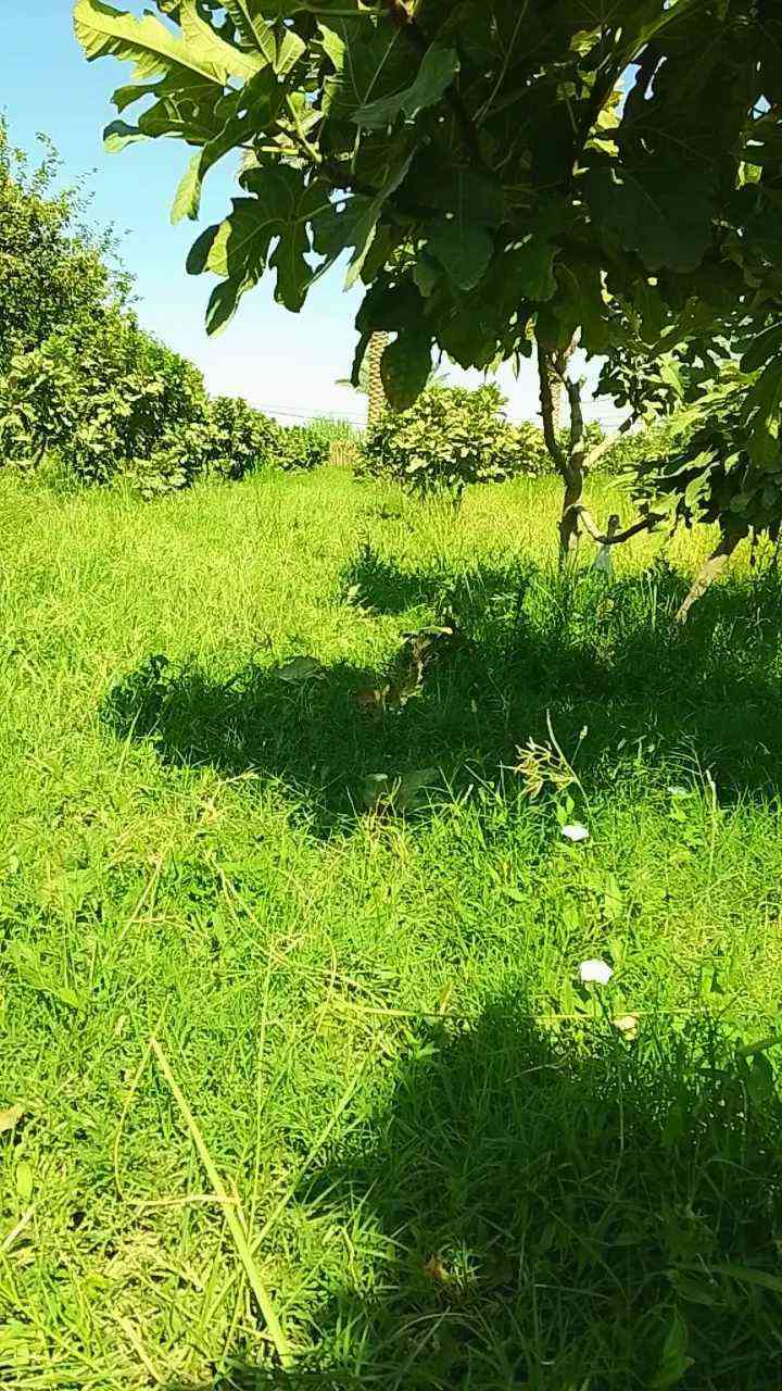 للبيع 
بستان
مساحه (دونم )
السنيه
طريق الزوار 
مزروع 
تين 
رمان 
عنب 
عرموط 
متوفر كافة الخدمات 
يبعد عن الشارع ٢٠٠ متر
للاستفسار مراجعه مكتب السنيه للعقار 
قرب جامع السنيه الكبير
***********
