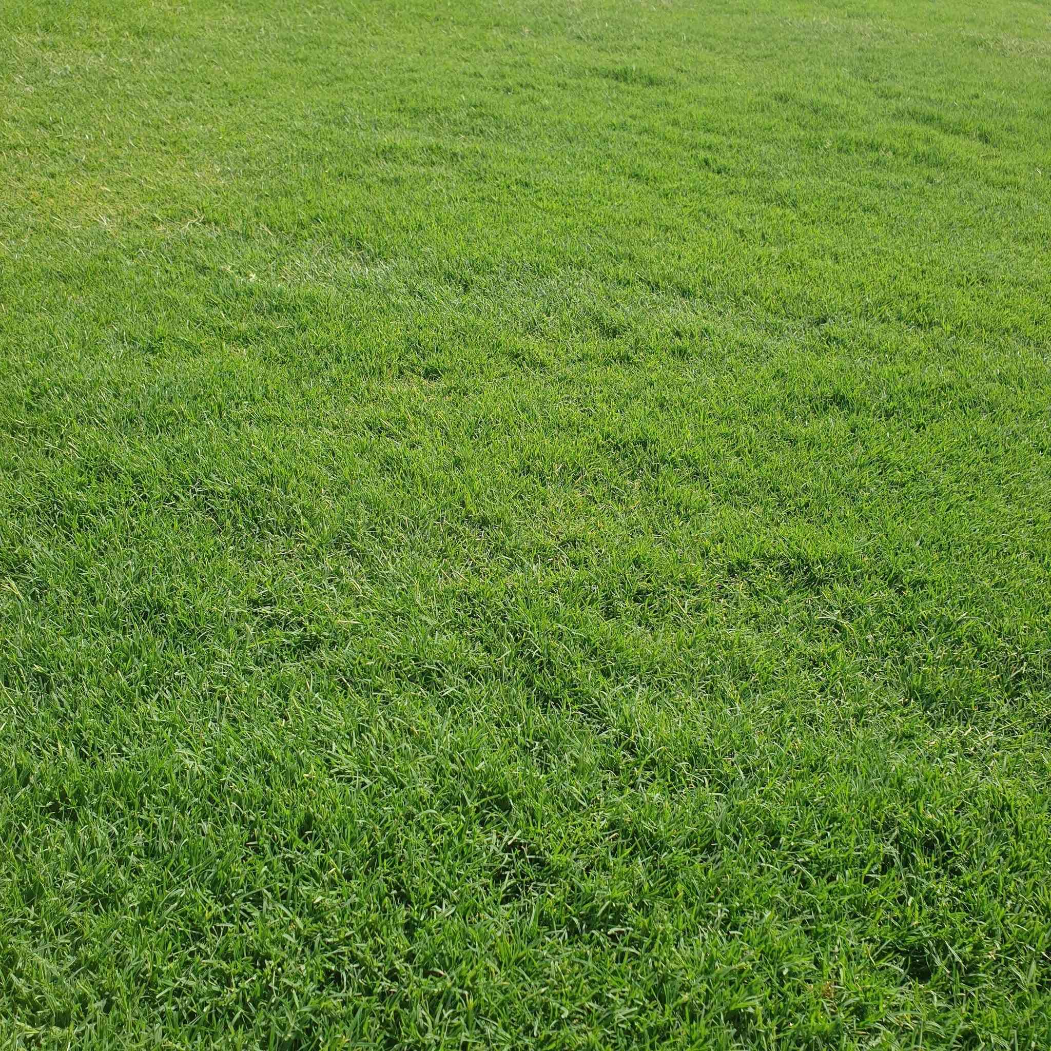 مرحبآ بكم في مجموعه مزارع ديالى لثيل الهندي الطبيعي 🌿🌱
 نقدم لكم افضل انوع الثيل الطبيعي عالي الجوده يتحمل كافه الظروف البيئية.🌦️🌞
دائم الخضرة🌿🌳 وباسعار تنافسيه وعروض مميزة ☘️❤️
#مستعدون لتجهيز وفرش الحدائق🏡 ودوائر الدولة🏡والمنازل🏡🏡
و تجهيز الملاعب🏟️ والمنتزهات بانسب الاسعار مع #ضمان الجودة العالية في العمل👷👷

مع خدمة التوصيل خلال24ساعه🚛🚛
#الاسعار 💵💸 تختلف حسب الكمية 

 التواصل مع الصفحة عن طريق ارسال رسالة  او الاتصال
 #بصرة #عمارة #ناصرية #بغداد #ديالى #دهوك #اربيل #سليمانية #نجف #الانبار #
***********اتصال
***********اتصال +واتساب
