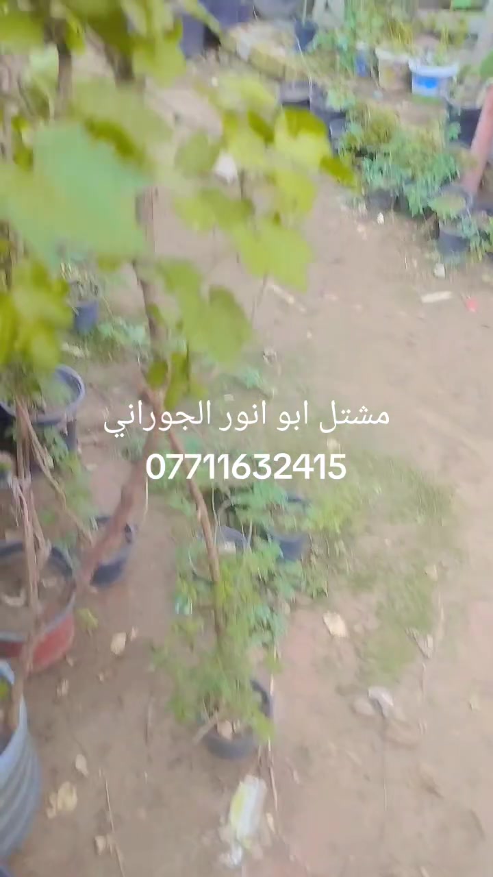 مشتل ابو انور الجوراني قرب مكتب احمد لاسدي ال بل شمري
