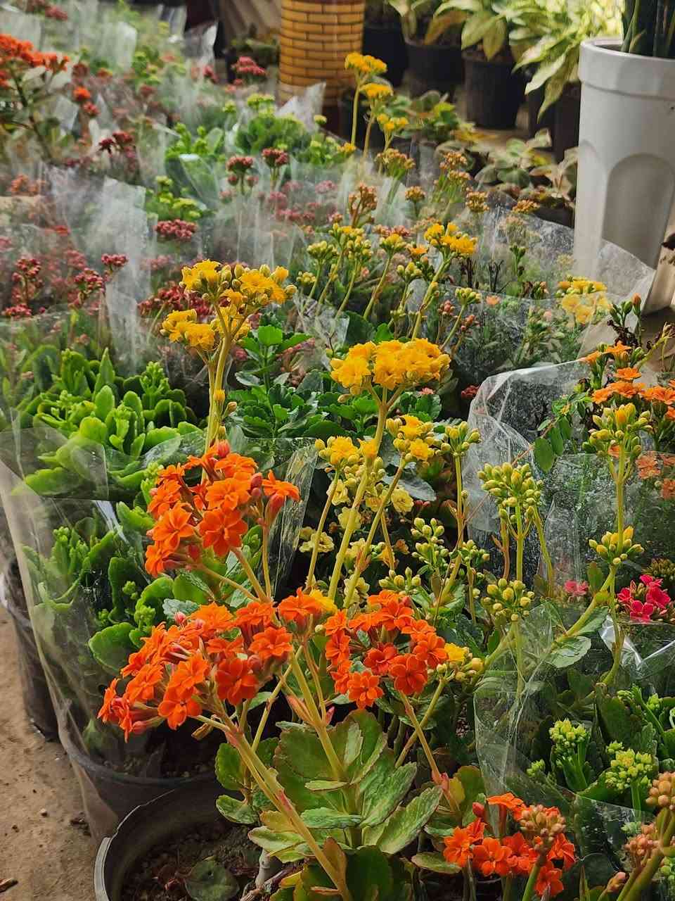 سلاوتان لێ بیت 
ئیستا ام گوله جوانانه به رده سته 
له مشتل محمدکلار  به شه وو روژ کراوه یه

گولی بنت قونسل 
گولی سادونیا 
گوله خوین 
گولی دالیا 
گولی تاج 
گولی به هاره 
گولی پاتونیا 
گولی سارا 
گولباخ 
وه چندین گولی جوان به رده سته 
بو ام،جه ژنه ماله کانتانی پی برازینه وه 
🌹🌸💐🌻🌼🥀🌸💐🪴🌻🍃🍃🌿🌲

بوزانینی نرخ کومینت بکه ن🌹🌹🌷💐🌻🪴


**إذا كنت صاحب هذا الإعلان وتريد حذفه لأي سبب، رجاءا أرسل رسالة إلى الدعم الفني**