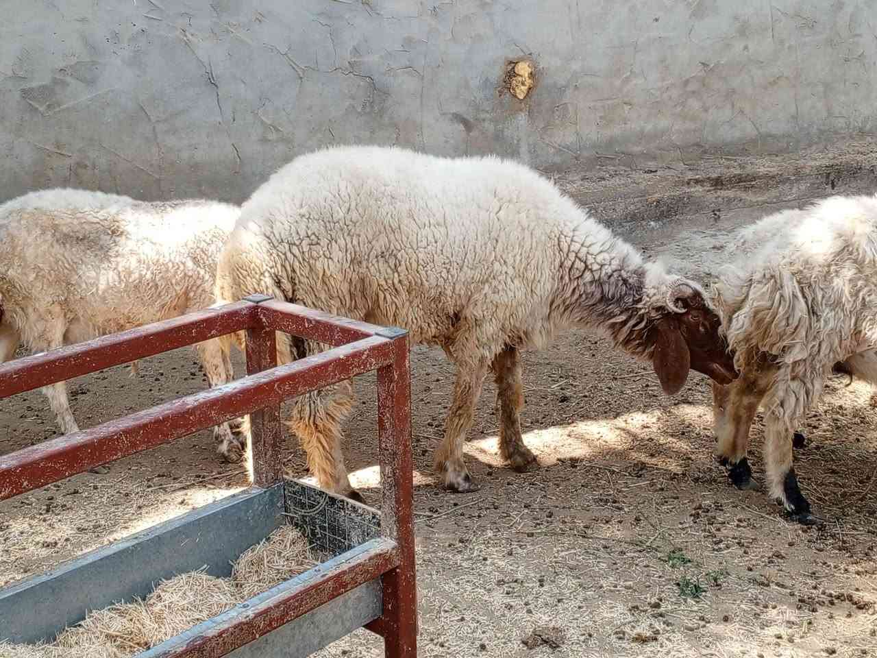 يا الله خروف ونعاج 4عنواني كربلاء عون شارع بغداد دخول كربلاء عمود 276وهاذى رقمي ***********
