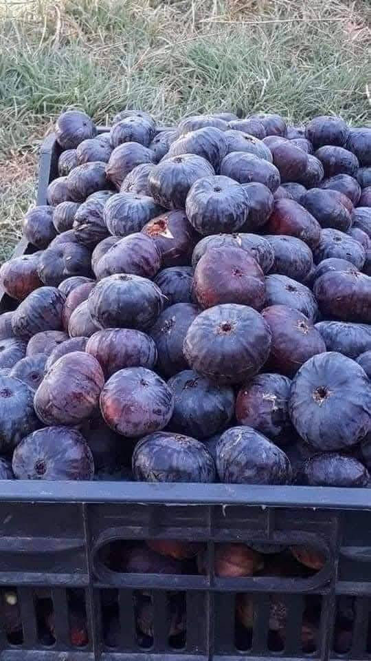 ورجعنالكم بموسم جديد موسم الفواكه🍎🍊🍇🥝
اللي يحب يزين حديقتة بأنواع الفواكه🍎🍏والأشجار المثمرة🥑🍒🍋‍🟩🍋
وفرنالكم وجبة حلوة من النفضيات والحمضيات🍋🍊🍏🍒 وباحجام متنوعة وبأسعار مناسبة مقارنة باحجامها  الكبيرة
اللي يحب يحجز يراسلنا خاص او واتساب على الرقم
 🍏🍏***********🍎🍎
واللي يحب يزورنا عنواننا خانقين بختياري الثانيا نهاية شارع العصائب واسواق صالح حمود وعدنا توصيل داخل خانقين🥭🍍🍓
راسلونا وتدللون
