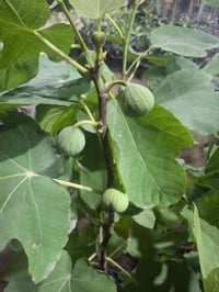 زبائننا الكرام توفرت مجموعه من اشجار التين المنوعه ❤️ تين ايطالي متر ت...