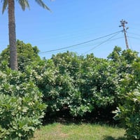 شاطيه للبيع الاستفسار الاتصال على الرقم ٠٧٧٣٥٢٨١٩٧٧ العنوان واسط قضاء ...