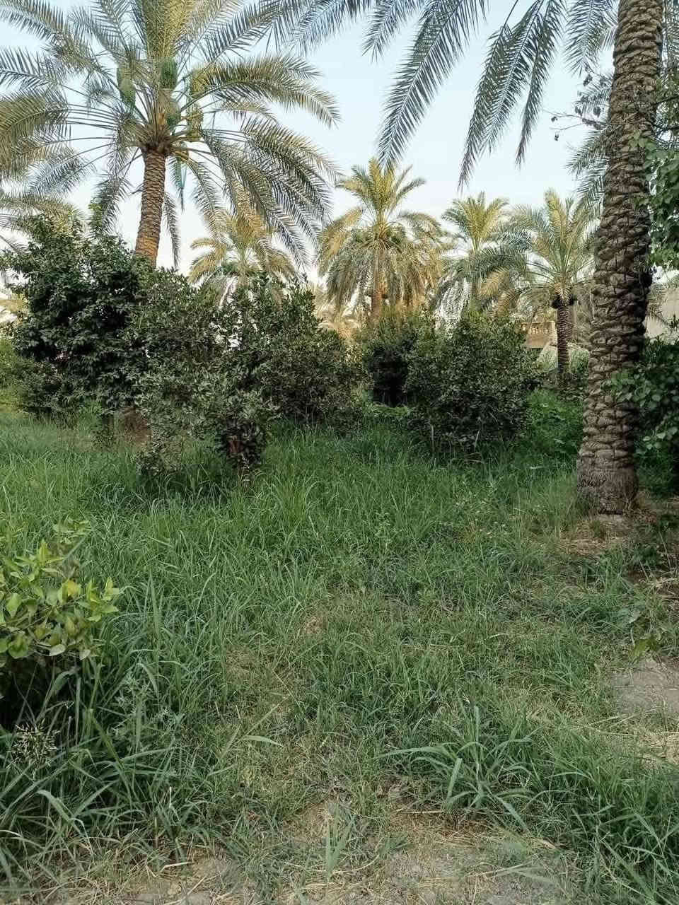 سلام عليكم دونمين طابو صرف للبيع العنوان المدائن منطقة التويثة سعر الدونم ٢٥٠ الاستفسار ***********
