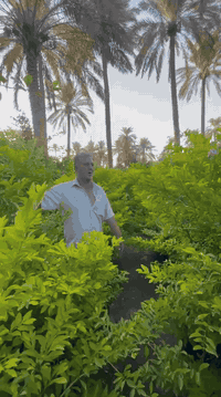 بِسْــــــــــــــــــمِ اللهِ الرَحْمَنِ الرَحِيْمِ
الهم صلي على محمد وال محمد

تم توفير اشجار كبيره سندانه حجم 40

📍موقع المشتل📍 بغداد الكريعات مجاور جامع ابو تراب

البيع جمله فقط..

للاستفسار ومعرفه الاسعار الاتصال على الأرقام 👇🏻👇🏻
***********

***********
