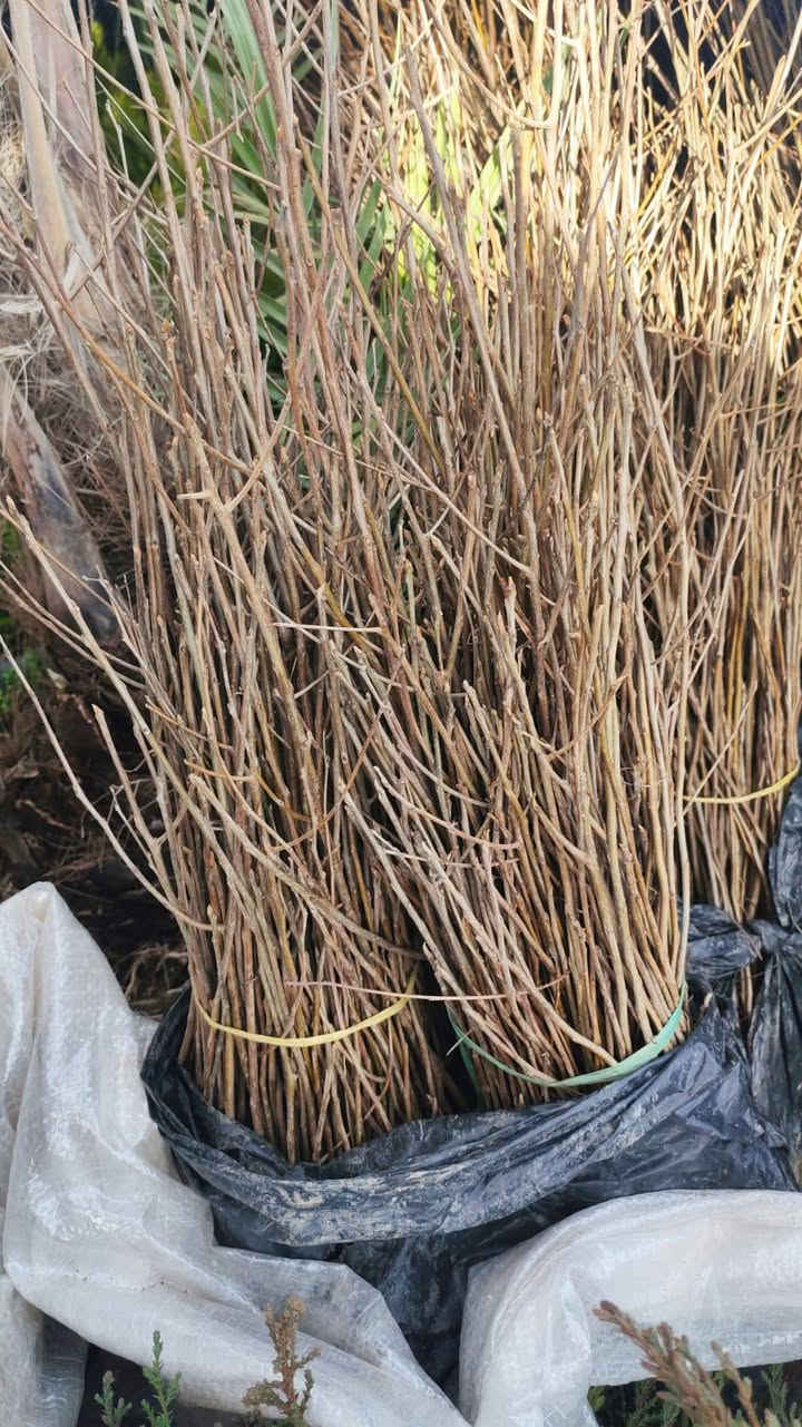 اللهم صل على محمد و ال محمد
على بركة الله يوجد لدينا كميات كبيره لكل من
سرو عمودي تنخيل سعر الجمله (200) دينار
أصول كاكي تنخيل سعر الجمله (200) دينار
اصول تفاح تنخيل سعر الجمله (200) دينار
اصول عرموط تنخيل سعر الجمله (200) دينار
علماً البيع جمله فقط 
العنوان بغداد التاجي قرب معمل الغاز على الشارع العام
 للاتصال ***********
لا توجد خدمة توصيل
