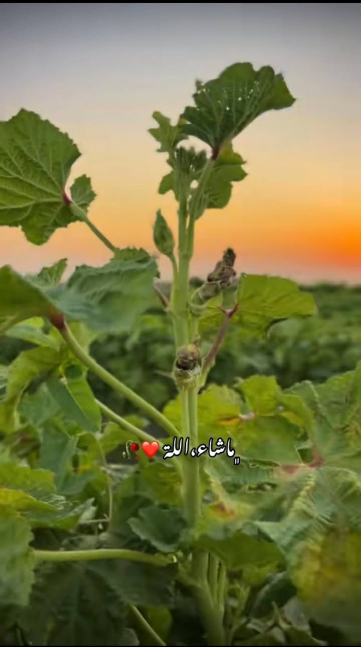 بذور باميه للبيع  مكان دوانيه دغاره بذور نوع 
  ابتيره ***********
