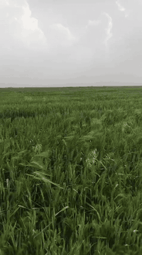 أصبحنا وأصبح الملك لله والحمد لله رب العالمين.. أرض زراعية للبيع 80دونم طابو 25 على  نهر دجلة الأرض مخدومه مدارس ابتدائية ومتوسطة واعدادية ماء اسالة صالح للشرب وشارع تبليط الرابط بين قضاء الزبيدية وقضاء النعمانية الأرض يستفاد منها إقامة مشاريع استثمارية صناعية وثروة حيوانية تبعد عن قضاء الزبيدية 15كيلو
