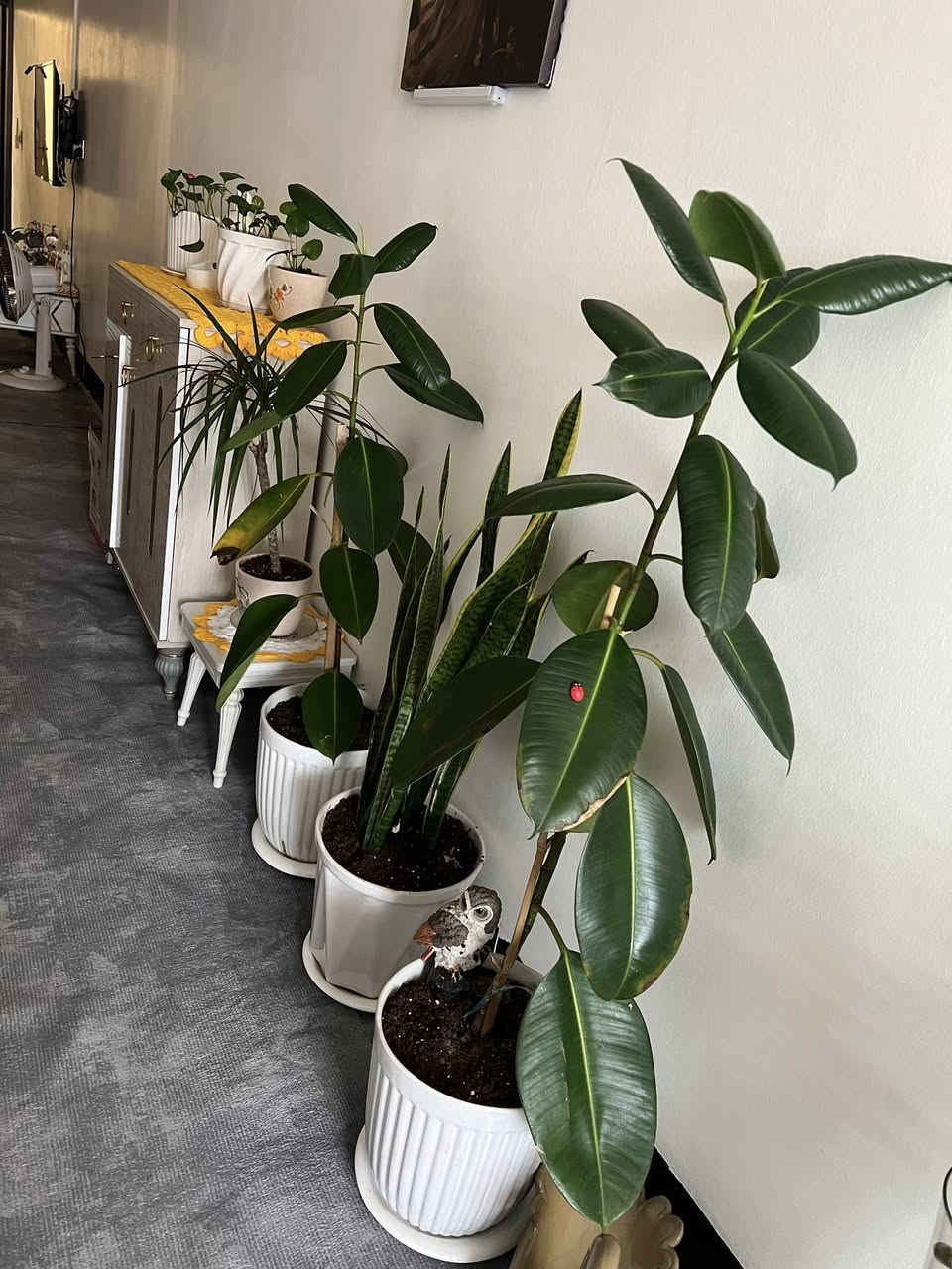 غراض للبيع نظيفات


**إذا كنت صاحب هذا الإعلان وتريد حذفه لأي سبب، رجاءا أرسل رسالة إلى الدعم الفني**