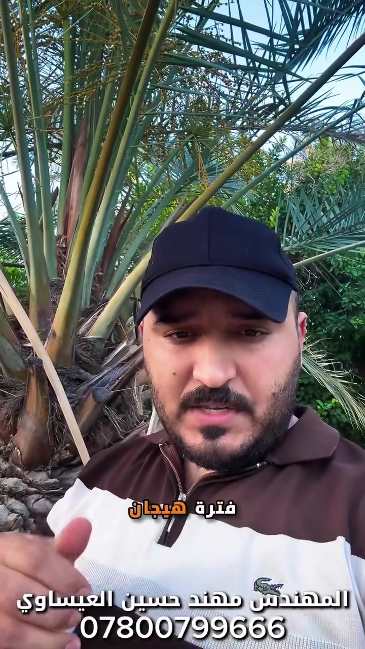 🌴 العناكب على النخيل — لماذا شهر حزيران خطر؟

شهر السادس من أكثر الأشهر نشاطاً للعناكب الضارة على النخيل، بسبب ارتفاع الحرارة وجفاف الجو اللي يسرّع دورة حياتها ويزيد الأضرار بشكل واضح.

الخطورة مو بس في البالغات — البيوض تفقس وتصير موجات متكررة إذا ما عالجتها صح من البداية.

ليش السيلازل؟ 🌿

السيلازل مبيد عضوي مادته الفعالة السيليكون، يشتغل بطريقة مختلفة عن المبيدات الكيميائية:

✅ يغطي البيوض والحوريات والبالغات بطبقة تقضي عليهن ميكانيكياً
✅ آمن على المحصول والبيئة
✅ فعّال في درجات الحرارة العالية

طريقة الاستخدام:
سيسي (5 مل) على اللتر ماء
العلبة الواحدة تكفي لـ 100 لتر محلول

للطلب والاستفسار:
📍 مكتب المهندس مهند حسين العيساوي
📞 ***********
🚚 توصيل بغداد 5 آلاف | المحافظات 6 آلاف

💰 سعر العلبة 10 آلاف
📦 أكثر من علبة 8 آلاف للعلبة

شنو تحتاج — تواصل وياي
