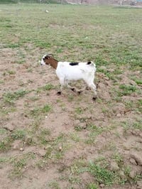 غزاليتين • عمر ١٠ سنين • علم فلكه الفرسان