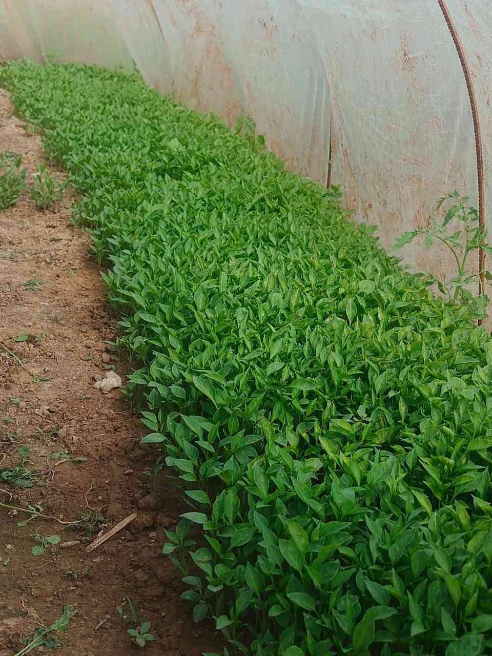 السلام عليكم 
يوجد شتل فليفله 
حاره + بورصه 
للتواصل ***********
