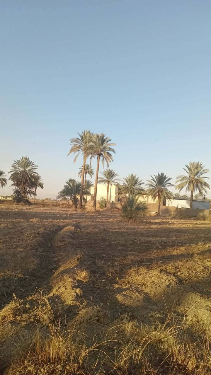 سلام عليكم خمس دوانم اله ربع للبيع سند 25 كافت الخدمات موجوده تبعد عن الشارع حله كربلاء كيلو متر *********** الستفسار على هاذه الرقم العنوان كربلاء طويريج
