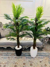 اشجار سايكس • حديقة