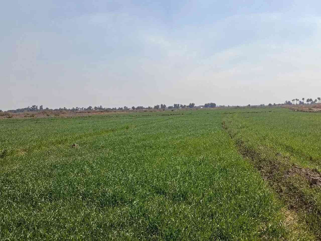 20 دونم ركن في منطقة البصام مجاور سبع البور بجانب الصب الاروائي تباع تقطيع او شلع بالمربع الذهبي ركن عن التبليط 150 متر متوفره بيهه كافة الخدمات مي وكهرباء سكن مزارع شاليهات مدارس عن سريع التاجي 5 دقايق وعن سبع الكاظميه 15 دقيقه طابو زراعي سند 25 سعر الدونم 55 وبي مجال للاتصال على الارقام التاليه *********** يتوفر واتساب
