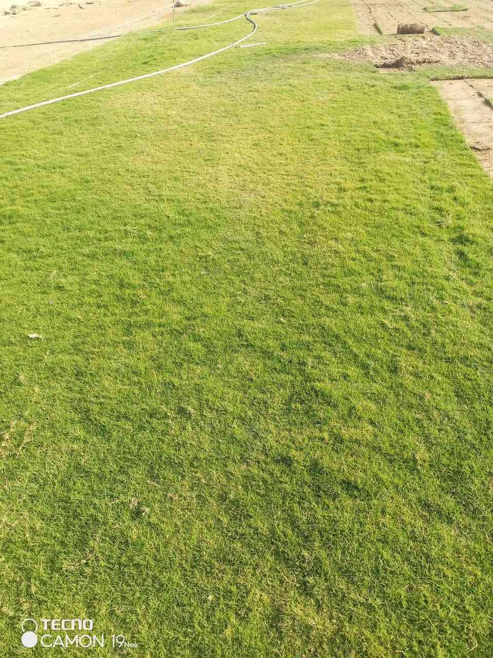 مزارع  الشمال للثيل الطبيعي 🍀
متوفر كافة انواع الثيل 🍀
( امريكي - الهندي - الايطالي - الفرنسي )
لتجهيز... مشاتل🌴
والدوائر حكوميه🏦
منازل🏡 
منتزهات🏄
موجود خدمة توصيل 🚕
لكل محافظات العراق 🚕
للطلب يرجى التواصل مع الصفحة او مراسلة واتساب او الاتصال على :
***********
