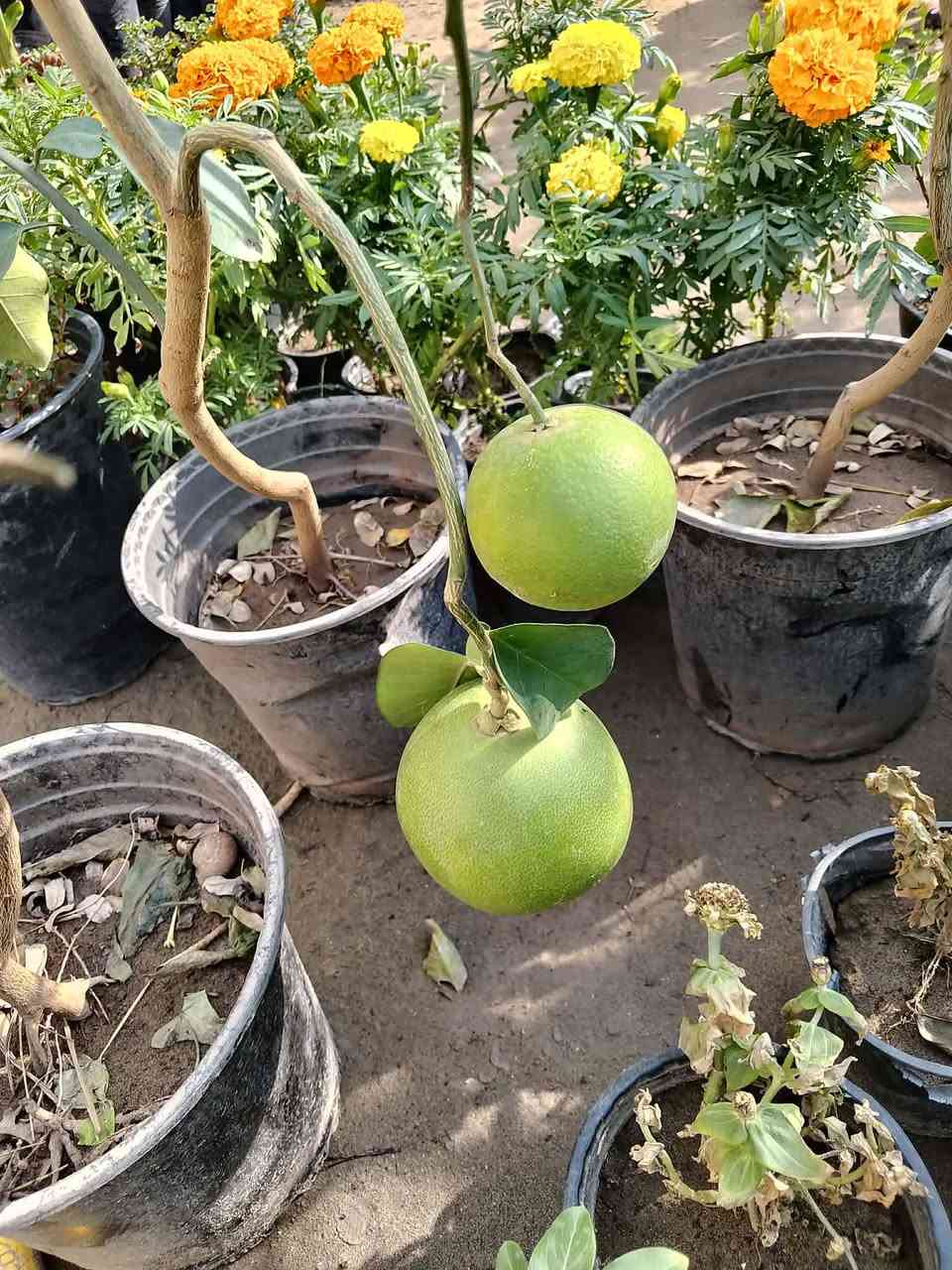 يسعد مسائكم 
لمحبي النباتات وصلت وجبة جديدة من الجهنمي    والاكاسيا وورد الصباح العراقي الملون
للحجز ارسل العنوان مع رقم الهاتف مع الطلب
يتوفر توصيل داخل النجف


**إذا كنت صاحب هذا الإعلان وتريد حذفه لأي سبب، رجاءا أرسل رسالة إلى الدعم الفني**