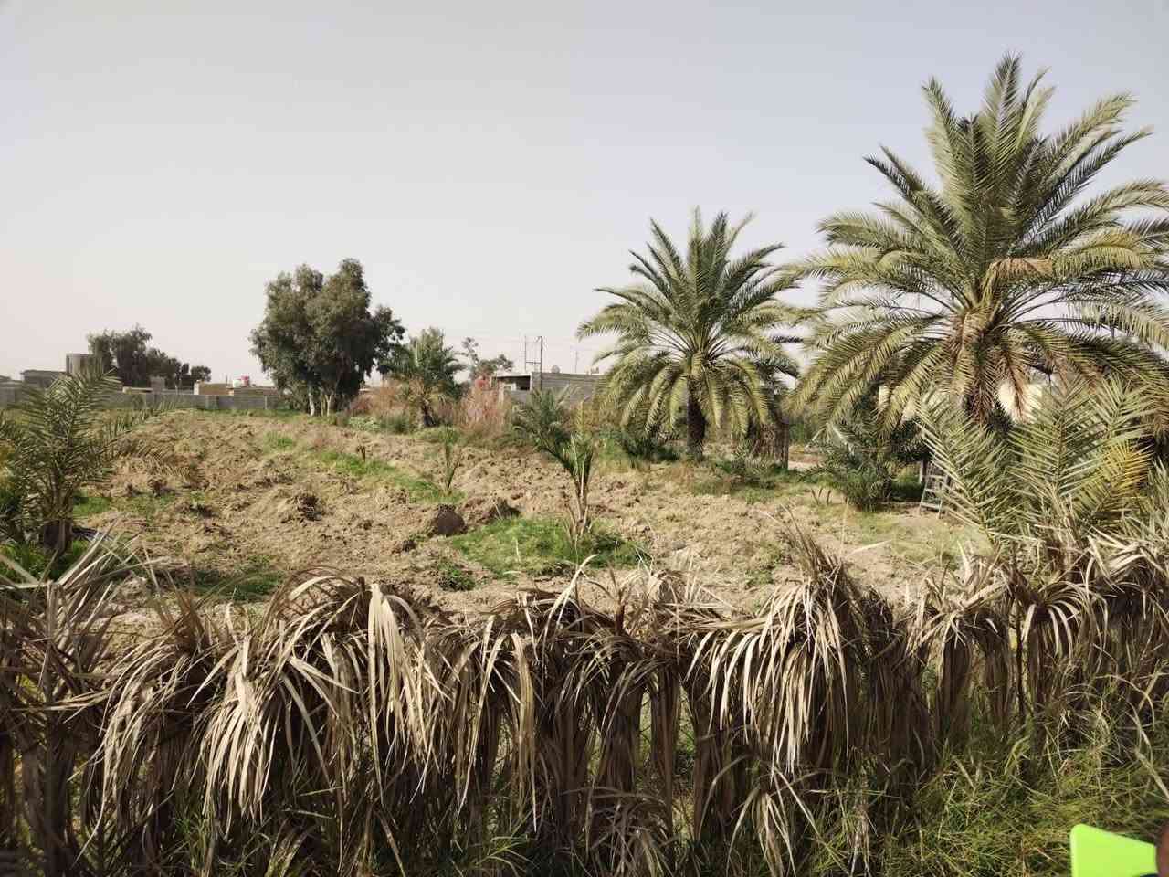 دار ٣٠٠متر بناء حديث مع دونم ونص
٤٠٠٠ متر مع الدار

سند ٢٥ للبيع كوت حي الحكيم التفاصيل 

***********
