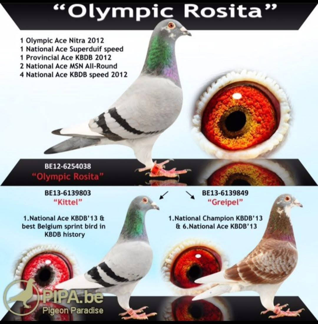 متاح
زوج فرخات 2026 بشهايد نسبهن
بنات مباشرات للدرك فاندي بولك 
Dirk van den Bulck
*********** اتصل او راسلني 
بغداد حي جميلة 
بالتوفيق للجميع
