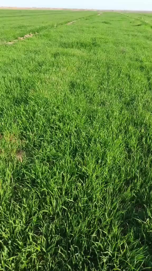 4دونم چاير للبيع (حش فقط)
***********
