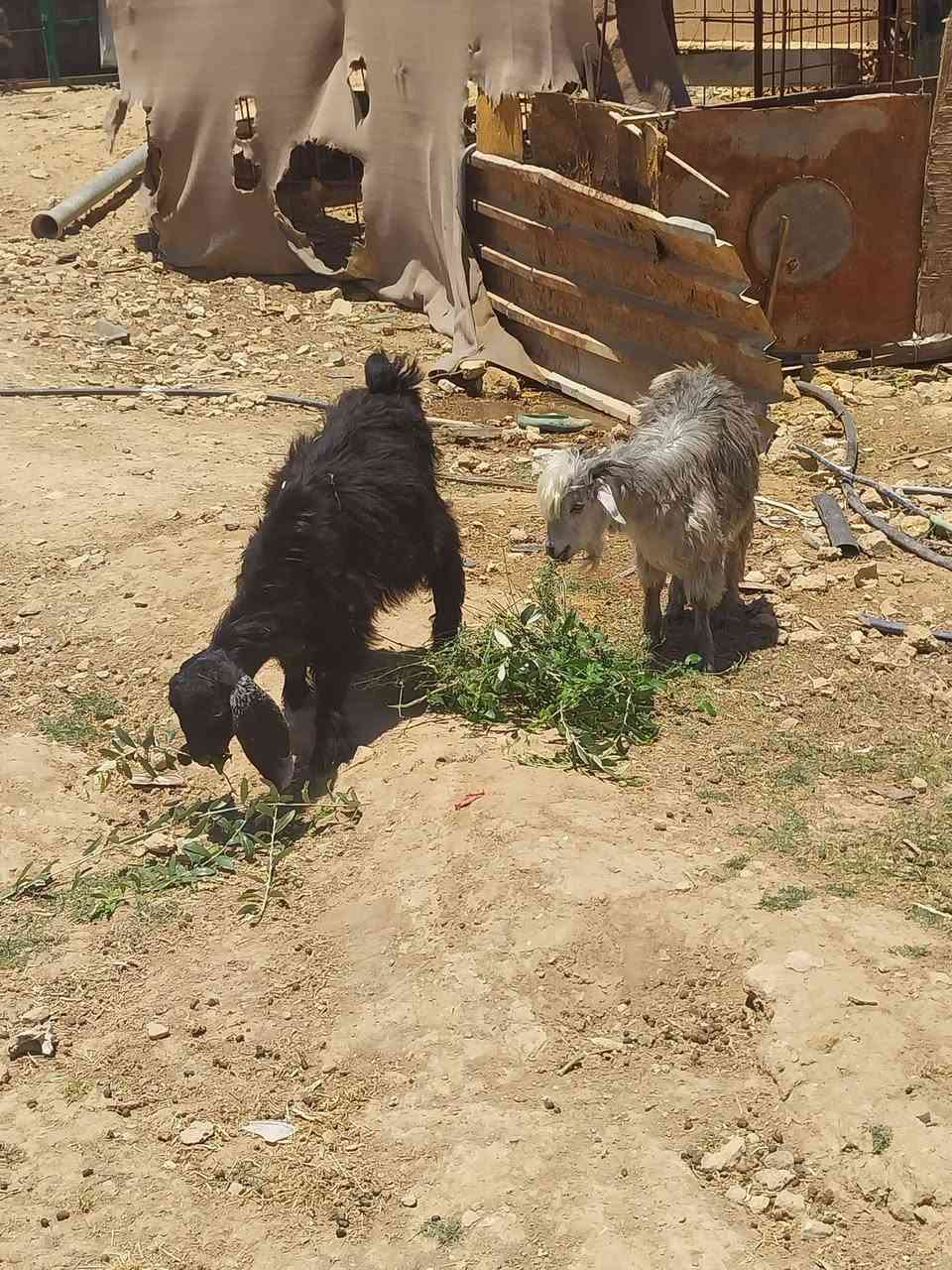 بسم الله متااح زوج جدابه مال ربط شرط النصاح
مكان عنه الريحانه    سعر زوج.   ٢٦٥. توصيل حسب الاتفاق
للاتتصال ***********
