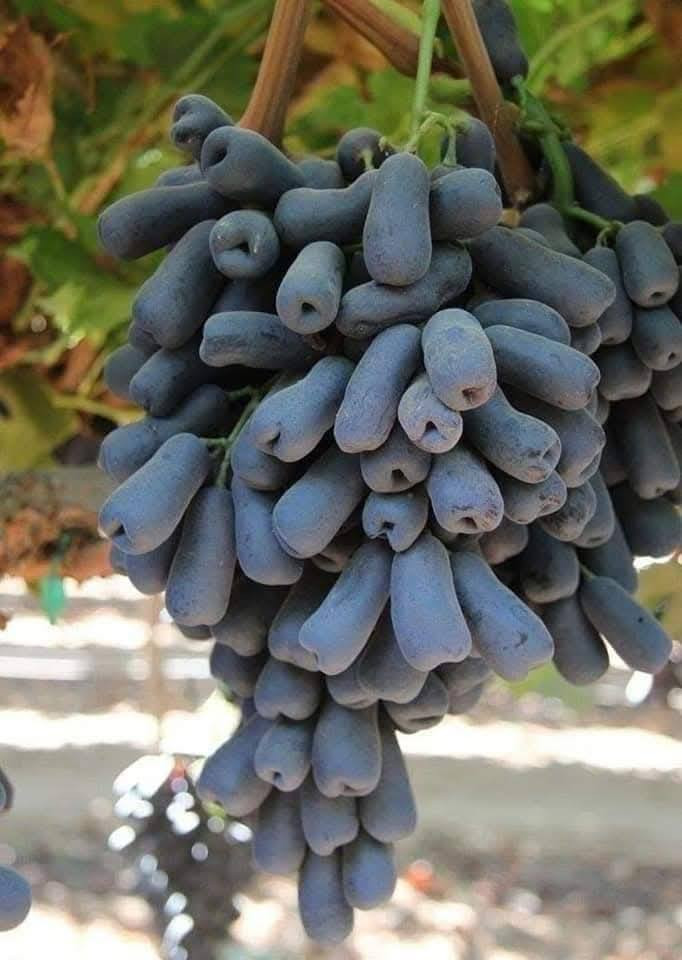 السلام عليكم متابعينا 🤍.
🍇🍇بمناسبه الموسم الربيعي توفرت مجموعه جديده من شتلات عنب الياقوت الاسود 🍇🍇☘️

ارتفاع متر وربع تقريباً ✨
السعر ١٥ الف فقط 🔥 

يُعد عنب الياقوت الأسود من الأنواع المميزة جداً بسبب شكله الغريب الذي يشبه الإصبع، لذلك يلفت الانتباه فور رؤيته. يتميز بحبات طويلة بلون بنفسجي غامق مائل إلى الأسود، وهو من الأنواع المرغوبة في الأسواق بسبب شكله المختلف وطعمه اللذيذ.
✨ مواصفاته: • حبات طويلة تشبه شكل الإصبع
• لون بنفسجي داكن أو أسود
• طعم حلو جداً ومقرمش
• غالباً بدون بذور
• يعطي عناقيد كبيرة وجميلة
🍇 طعم العنب: يتميز بطعم حلو ومميز مع قوام مقرمش، وبعض الناس يصفون نكهته بأنها قريبة من نكهة البرقوق أو العنب المركز.
🌿 فوائده الصحية: العنب بشكل عام غني بالعناصر المفيدة للجسم مثل: • مضادات الأكسدة التي تحمي الخلايا
• فيتامين C الذي يقوي المناعة
• فيتامين K المفيد لصحة العظام
• يساعد على دعم صحة القلب وتحسين الدورة الدموية
🌱 طريقة زراعته:
1️⃣ المناخ:
ينجح في المناطق المشمسة والدافئة، لأن العنب يحتاج إلى شمس قوية أغلب ساعات النهار.
2️⃣ التربة:
يفضل التربة الخصبة جيدة التصريف، لأن تجمع الماء حول الجذور قد يسبب تعفنها.
3️⃣ الري:
يحتاج إلى ري منتظم خصوصاً في الصيف، لكن بدون إفراط حتى لا تتضرر الجذور.
4️⃣ التقليم:
يعتبر التقليم من أهم خطوات العناية بالعنب، لأنه يساعد على زيادة الإنتاج وتحسين جودة العناقيد.
5️⃣ الدعامة:
يجب أن ينمو على تعريشة أو أسلاك مثل أغلب أنواع العنب حتى تنمو العناقيد بشكل جيد.
🍇 موعد الإثمار: تبدأ شجرة العنب عادة بالإثمار بعد حوالي 2 إلى 3 سنوات من الزراعة إذا كانت العناية بها جيدة.
🌿 مميزاته في الزراعة: • إنتاجه جيد
• شكله يجذب المشترين في الأسواق
• طعمه مميز ومحبوب
• يمكن زراعته في الحدائق أو المزارع وحتى بعض الأسطح إذا توفرت مساحة كافية
📌 لهذا السبب أصبح عنب الإصبع الأسود من الأنواع المميزة والمطلوبة عالمياً، لأنه يجمع بين الشكل الجميل والطعم اللذيذ.
📍العنوان: بابل/ محاويل.
📍 متوفر توصيل لجميع محافظات العراق 🚗🚗 
📍للحجز والاستفسار يرجى مراسله الصفحه او مراسلتنا على واتساب من خلال الرقم:
***********
