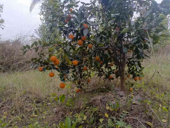 الف متر  للبيع طابو زراعي سند 25 تحويل مباشر بسم المشتري العنوان بغداد ناحية الراشديه الواجهه 20 للاستفسار الاتصال على الرقم *********** مكتب العبيدي للعقار
