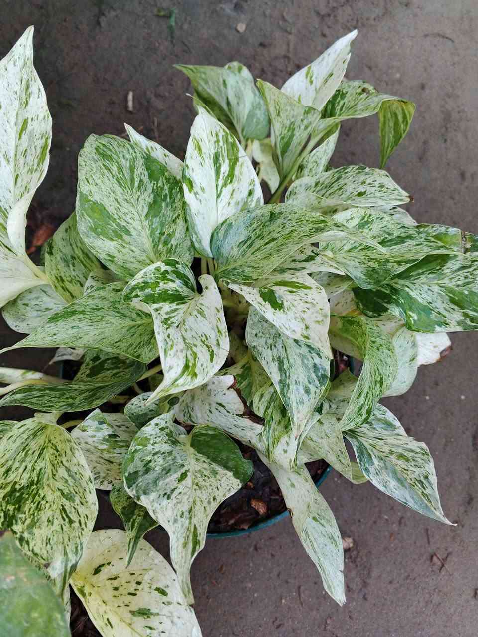 تم وصول نباتات ضليه احجام كبيره وصغيره 
عنوانه كوفه شارع عبد العال خلف مديريه الماء *********** يتوفر توصيل
