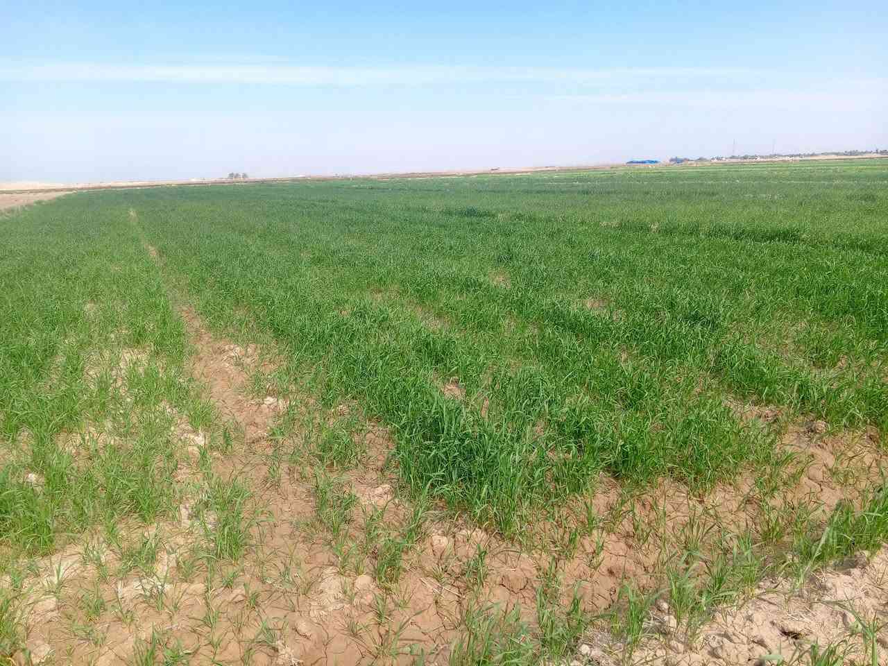 ارض زراعيه للبيع 7 دونم استصلاح في واسط الشحيمية قريه 3 رقم ***********
