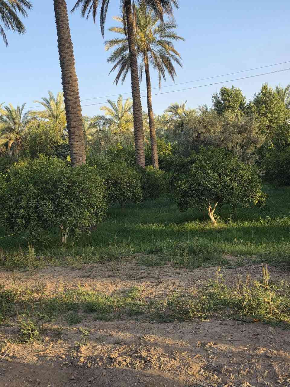 السلام عليكم ورحمة الله وبركاته🫱🏽‍🫲🏻قطعة أرض للبيع🏞
 المساحة 800متر الواجهة 20نزال 43يتوفر فيها ماء ⛲وكهرباء 💡وكافة الخدمات ‼️
موقع مميز جداً 🌷
العنوان: بغداد/التاجي/شيخ حمد/قرب مزرعه العصفور 🏝
للاستفسار الاتصال على الارقام الاتيه 
كورك: ***********📞
اسيا: ***********📞
#مَكتب_ديرتنا_للعقار🏢
#بإدارة_أحمد_أبومصطفى 🌷

