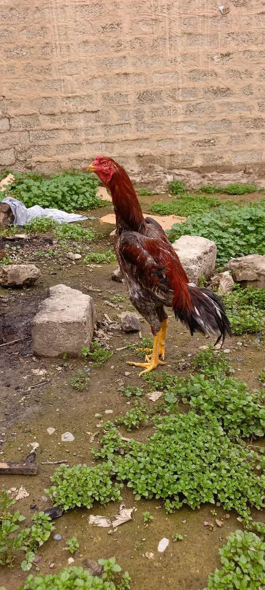 متاح ديج هندي راس قوي عمرة سنة بعدة باول عمرة سعرة 60
 ***********
***********
