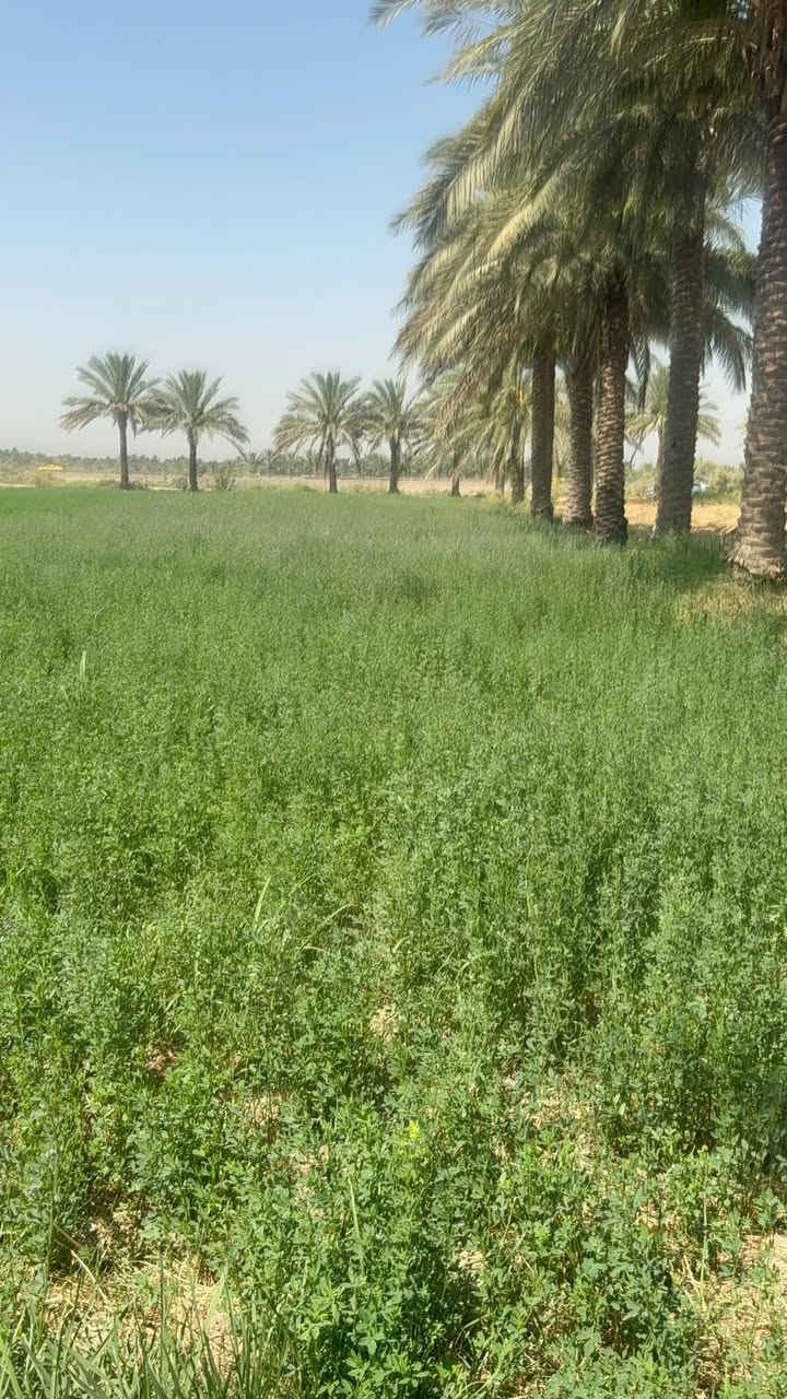 السلام عليكم كاع للبيع 3دونم طابو زراعي سند 25 بسمي تحويل مباشر موقع تجاري ع سريع دولي رابط بغداد بصره خدمات ماء كهرباء متوفر وجهيه 100نزال 100العنوان بابل الحمزه الغربي قرب معمل الشكر الإستفسار ***********/////***********
