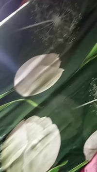 دوشك نفر • شارع المعهد • جربايه