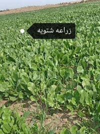 يوجد كميه بذور فجل نوعيه بذور الخصيب زراعته صيفي وشتوي للستفسار والتوا...