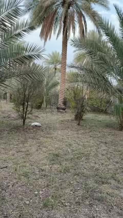 السعر 👈 (( 255 )) مليون مع المجال
السلام عليكم متابعين اليوم نعرضلكم دونم مع دار بناء حديث درجه اولى يحتوي ع غرفتين نوم مع استقبال وصاله كبيره وستقبال ومطبخ ومجمع صحيات داخليه وخارجيه اما الارض تحتوي ع عدد من النخيل حدود 40 نخله كوله نشو خدمات متوفره بالكامل ماء اساله ماء سقي العنوان كربلاء من قطقة الابراهيميه تبعد عن مركز المدينه حدود 9 كيلو  للأستفسار اكثر 
الاتصال بالرقام المذكوره 
***********
***********
@الجميع
