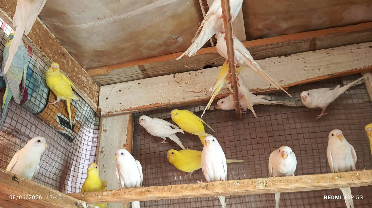 مراوس بغنادير فشر
14 زوج حرات عيون حمر مع تك رينبو

مركز الحله..


**إذا كنت صاحب هذا الإعلان وتريد حذفه لأي سبب، رجاءا أرسل رسالة إلى الدعم الفني**