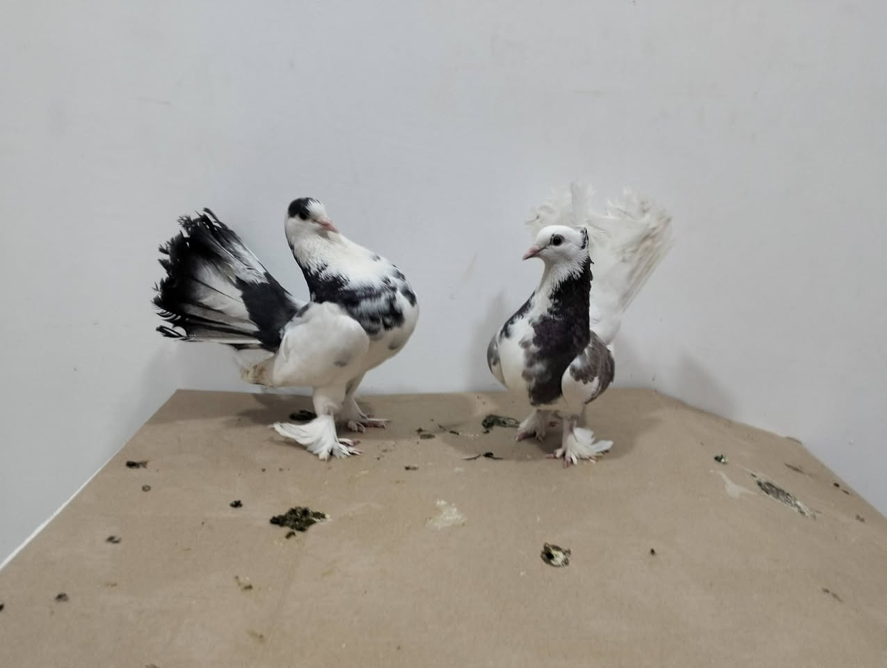للبيع طيور هنداويات كلهن طيره وفحل العدد سبع زواج سعرهن مناسب كلمن وسعره


**إذا كنت صاحب هذا الإعلان وتريد حذفه لأي سبب، رجاءا أرسل رسالة إلى الدعم الفني**