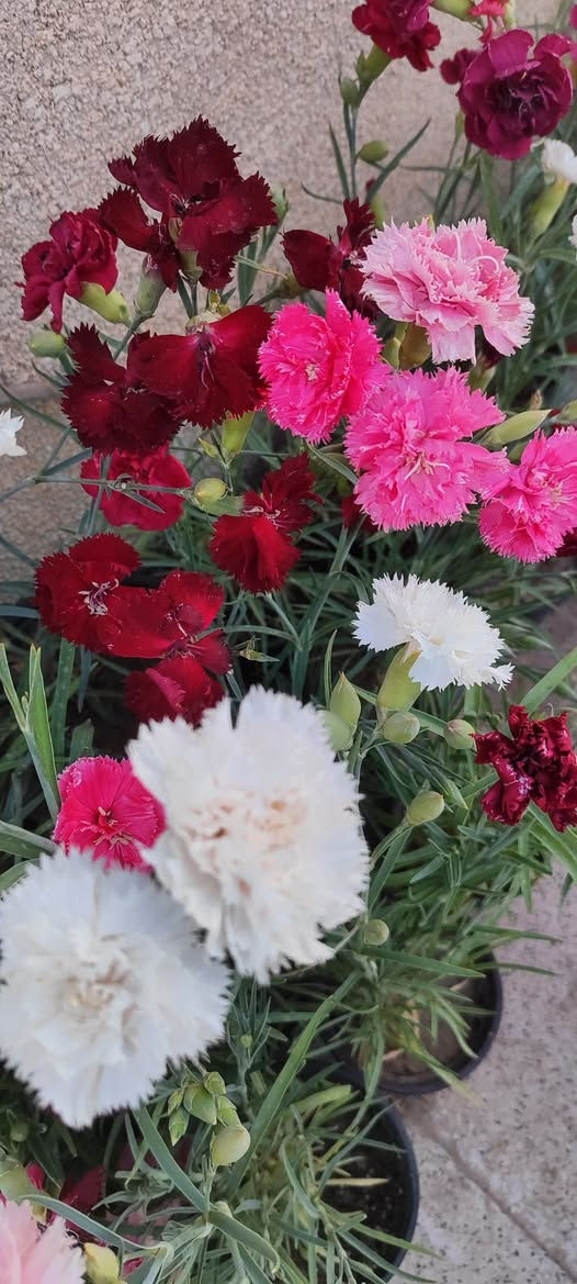 قرنفل قطمر عراقي عطري دائمي
مناسب للقطف و الباقات الصغيرة
يزهر خلال الشتاء و يزداد التزهير في الربيع و يتوقف في باقي السنة
في الصيف يوضع في شمس الصباح الباكر فقط
يفضل نقله لسندان اكبر 
سعر السندان ٢٠٠٠ دينار 
توصيل فقط لاغلب احياء الموصل 
للطلب يرجى مراسلة الصفحة


**إذا كنت صاحب هذا الإعلان وتريد حذفه لأي سبب، رجاءا أرسل رسالة إلى الدعم الفني**