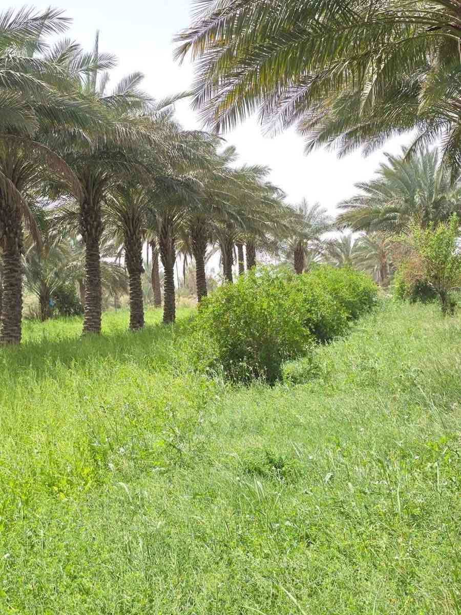 مساحات مختلفة واجواء ريفية نقية وهادئة 

بعيداً عن ضجيج المدينة طابو زراعي سند 25 

للأستفسار الأتصال ***********
