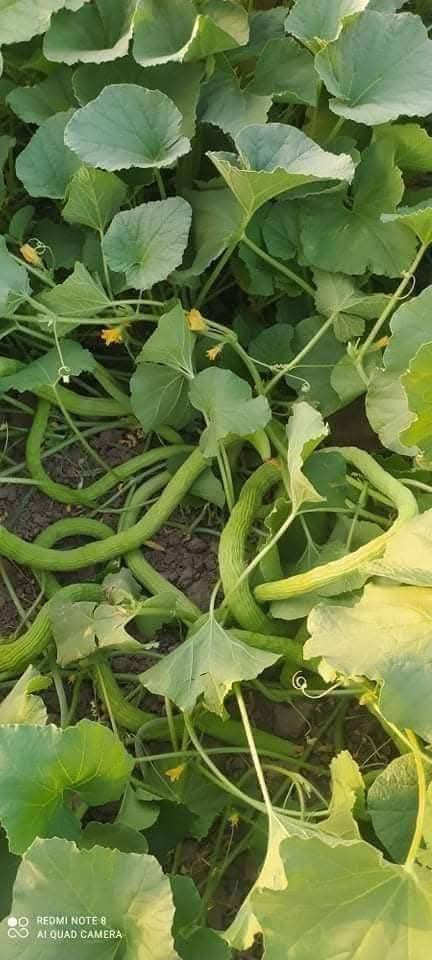 يوجد لدينا بذور طرح صنف الرشيد الإسباني جيل أول متعهد احسن نوعيه قلم (يعني رفيعه)للإستفسار ***********العنوان بغداد قرب المدائن
