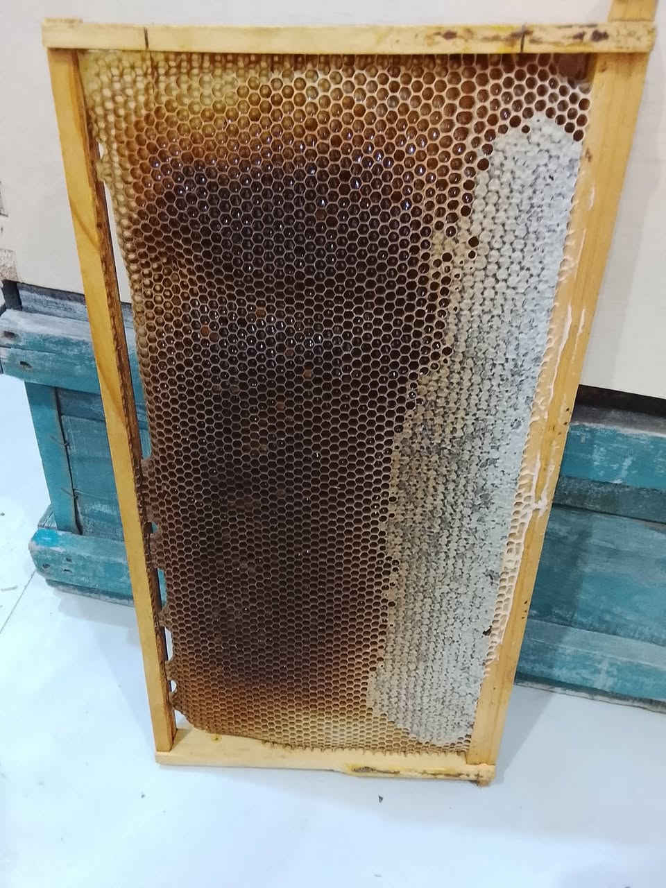 بسم الله وعلى بركة الله
تم فرز عسل اليوكالبتوز الابيض العطري ما شاء الله تبارك الرحمن طعم ورائحة ولون. مفيد جدا للجهاز التنفسي وكذلك يقوي المناعه والجسم بصورة عامة. 
فرز جديد من منحلي المتواضع 
٣٠ /٥/ ٢٠٢٦ المصادف ١٣ / ذو الحجة / ١٤٤٧
تجي تأخذ وترحملي عليه


**إذا كنت صاحب هذا الإعلان وتريد حذفه لأي سبب، رجاءا أرسل رسالة إلى الدعم الفني**