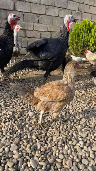 السلام عليكم  للبيع 

بصره مال السنه ديجين سعر التك ٥٥

 بصراويتين سعر التك ٢٥ 

دجاج العدد ٧ سعر الفروجه ١٠ 

ديوك دجاج مال السنه العدد ٣ سعر الديج ١٠ 

قرية السفينة  ***********
