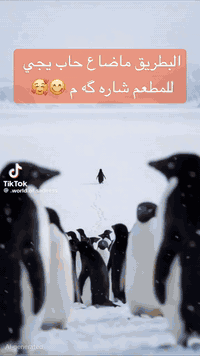 حتى البطريق ما ضاع… حاب يجي للمطعم شاره گه م 😋🥰
إذا هو دلّ الطريق للطعم الزين
إنت شنو بعد تنتظر؟ 🐧✨

مسكوف يتسولف بي 🔥
ومسويات عراقية تخبّل
قوزي ومندي على الأصول 👨🏻‍🍳

📍 ديالى – خانقين / دارة كونارة
📞 *********** – ***********

ترند البطريق 2026 وصل…
والطعم بعده ثابت 🐧❤️
