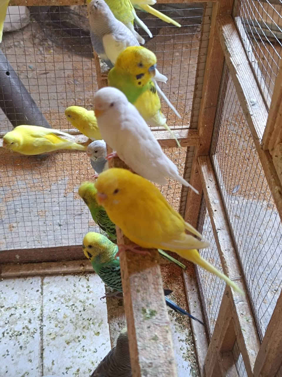طيور حب للبيع سعر زوج 8 او مراوس بلابل


**إذا كنت صاحب هذا الإعلان وتريد حذفه لأي سبب، رجاءا أرسل رسالة إلى الدعم الفني**