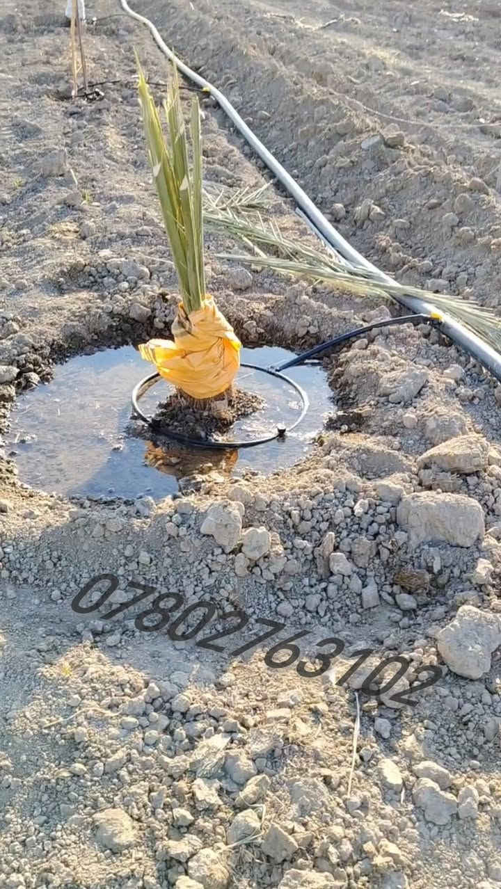 السـلام عليـكم
👷 كادر مختص لتنصيب منضومة التقطير والمرشات
📐 نعمل بأحدث الطرق المتميزه
⚒️ نستلم العمل بالمقطوعه + كرسته وعمل
💦مستعدون لتقطير المزارع والبساتين والحدائق.....
🔨 دقـه . التزام . تنفيـذ
📞 للتواصل ***********
