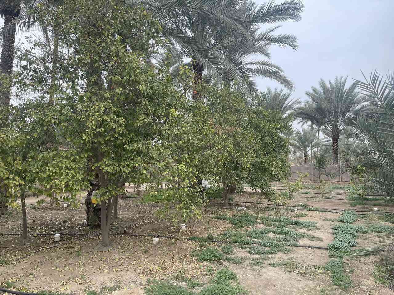 عندي بستان مساحته 5 دونم عارضها للبيعمرتبيها ترتيب مال منتجع  مرتبيها ترتيب مال منتجع  . اكثر من 220 نخلة بكافة أنواع النخيل من البرحي و الزهدي و الخستاوي و الحمراوي و السلطاني و حمرة جبل و بلگة و مكتوم و مطوگ كربلاء و غيرها من أنواع النخيل 
.اكثر من 500 شجرة ( برتقال كربلاء الشهير ، ليمون كربلاء ، نارنج ، لالنگي ، رمان يمني ، عرموط ، النبگ ، خرمالو ، تين ، عنب ) و غيرها 
. حوض صالح لتربية الأسماك ( حجمه تقريبا 40 الف متر مكعب ) 
. أقفاص صالحة لتربية كافة أنواع الحيوانات كالدجاج و البط و الغزلان و النعام و المواشي
. منظومة تقطير لسقي جميع الاشجار
. ثلاث أضلاع من اصل اربعة أضلاع من الارض مزروعة بأشجار التين الابيض 
. دار استراحة مساحته 115 متر تقريبا يحتوي على مطبخ و صالة و مضيف و غرفة نوم و مجموعة صحية داخلية و خارجية
. الارض بيها مدخلين :
1- مدخل يقع على شارع رئيسي تبليط يبعد مسافة عنه تقريبا 60 - 70 متر و عرض الشارع تقريبا 8 متر
2- المدخل الثاني طريق خاص فقط بالأرض عرض الشارع تقريبا 6 متر و بنهايته عند مدخل الارض كراج  جبير يتسع لثلاث سيارات كبيرة كـ لاندكروز او //طابوسند25//بنات مستقبل العنوان كربلاء شارع الرابط***********
