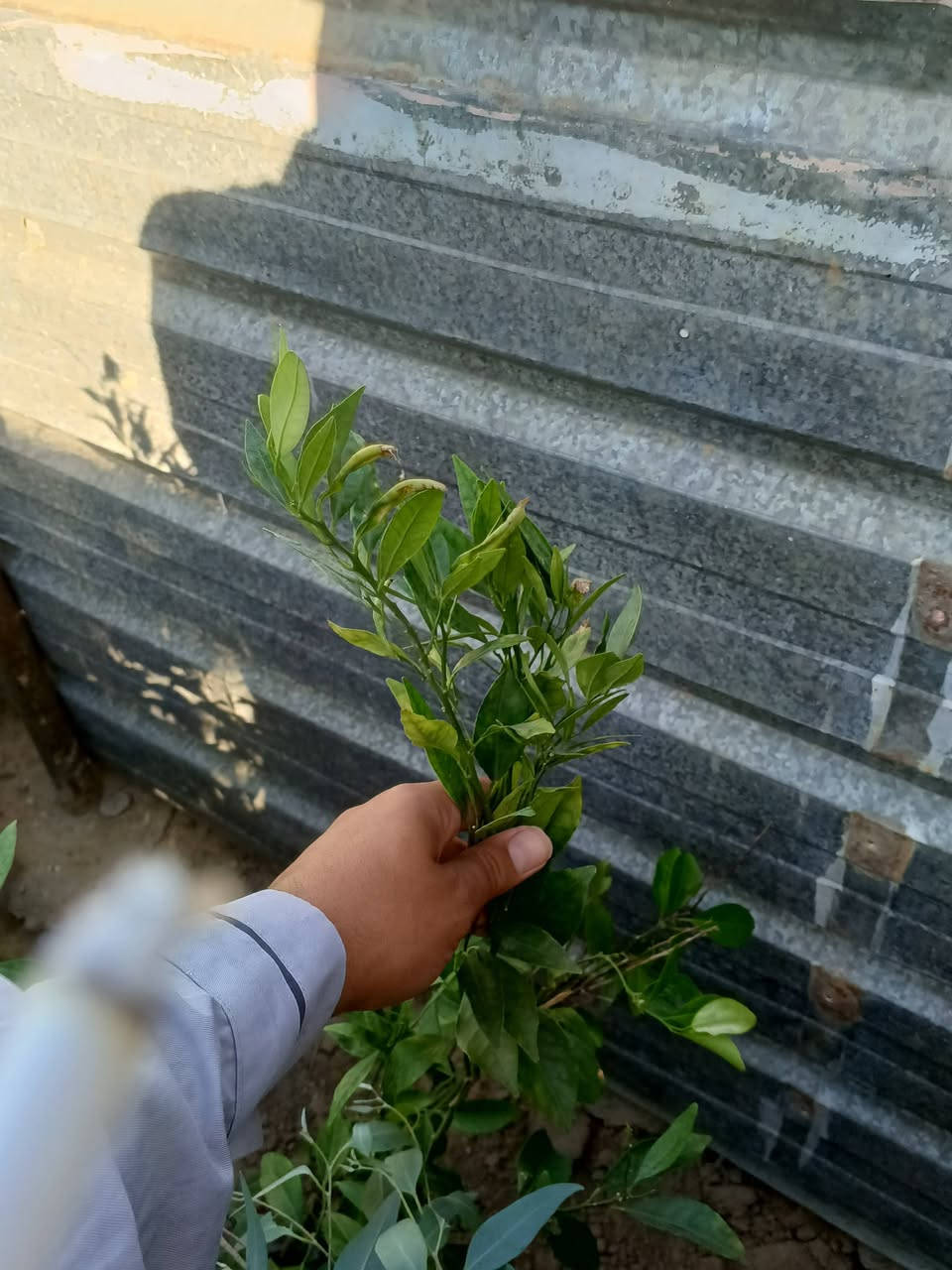 نزلت وجبة جديدة من شتل الاشجار.
عنب رئاسي2000-----طول(40cm)
عنب حلواني 2000-----طول(40cm)
رمان2500------طول(1.5m_2m_2.5m)
تكي2500--------طول(2.5m_2m_1.5m)
قلم طوز2000----طول(1.5m)
البيزيا3000----طول (1m)
برتقال3000-----طول(2m)
لالنكي2500------طول(40cm)
رارنج3000------طول(40cm)
ليمون3000------طول(2m)
المكان  الشهامة
***********
‏‪***********‬‏
