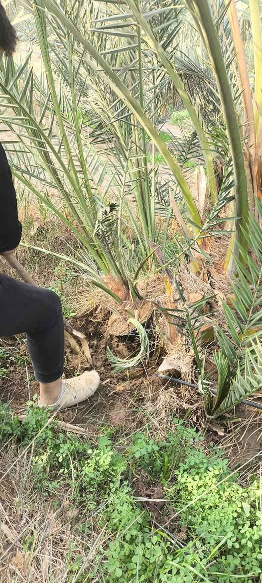 اللهم صل على محمد وآل محمد 
يتوفر لدينا فسائل البرحي والمجهول مچذر جوه امه 
العنوان بابل ناحية النيل للاستفسار الاتصال على الارقام التاليه ***********
***********للعلم القلع بحضور المشتري
